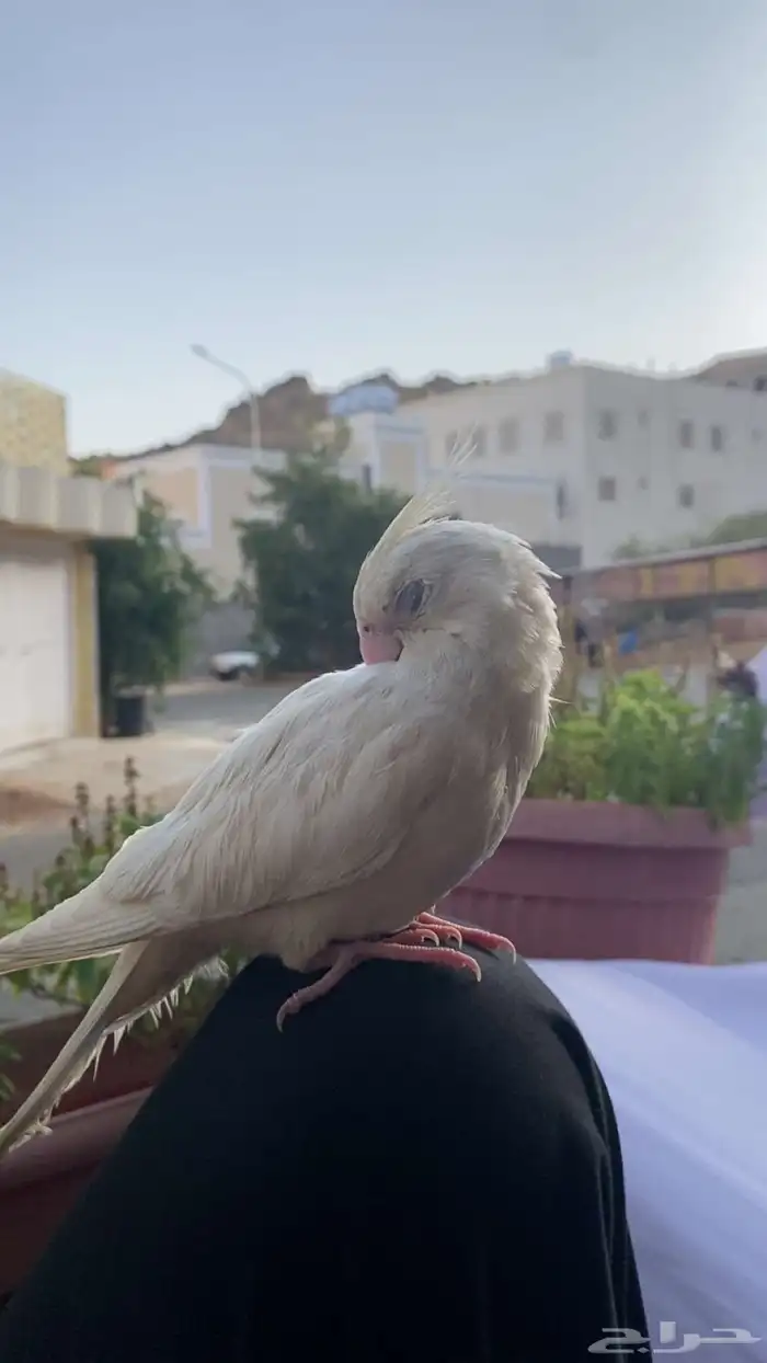 طير كروان 1