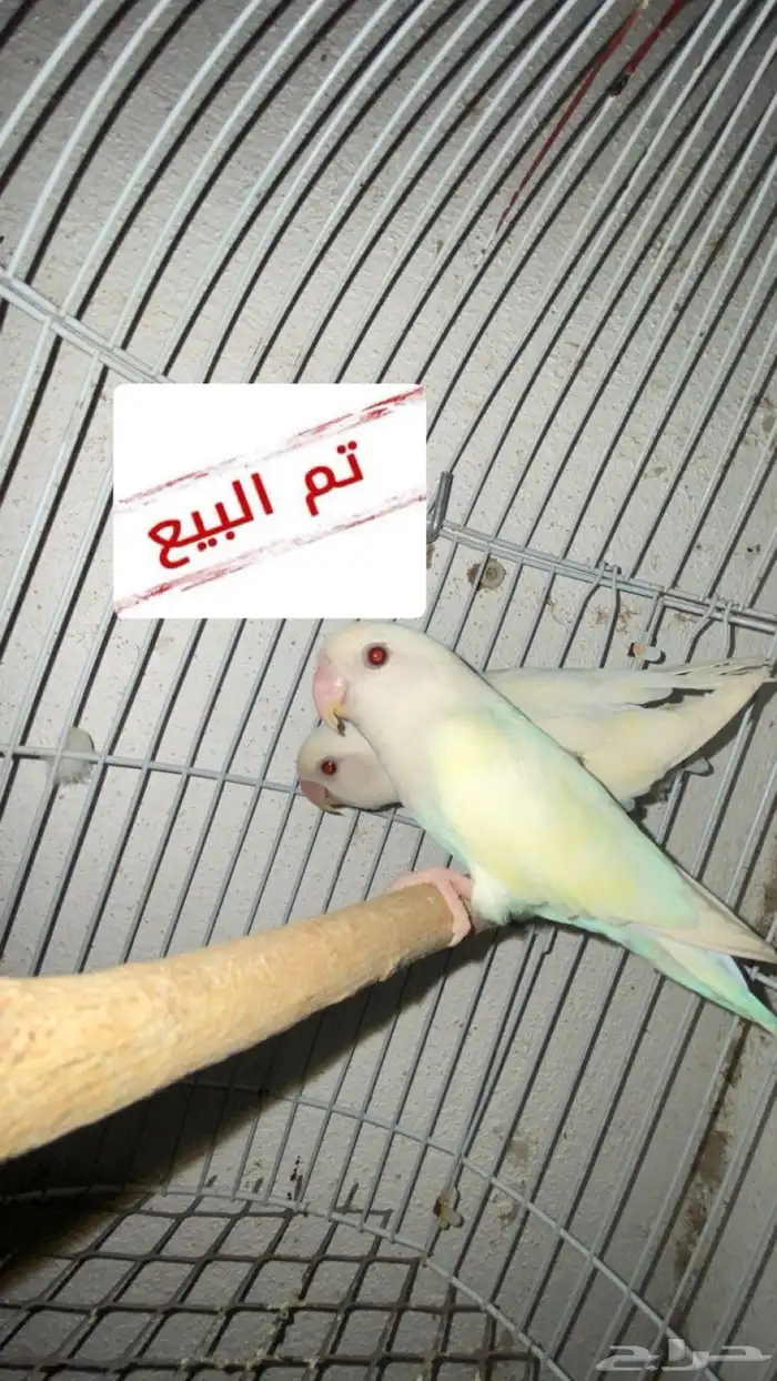 تم البيع ذكور روز البينو ( عيون حمراء ) محللين 0