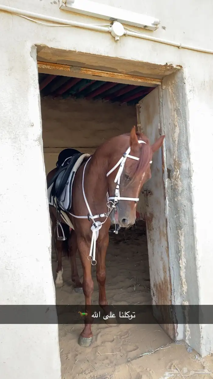 خيل للبيع شعبي 0