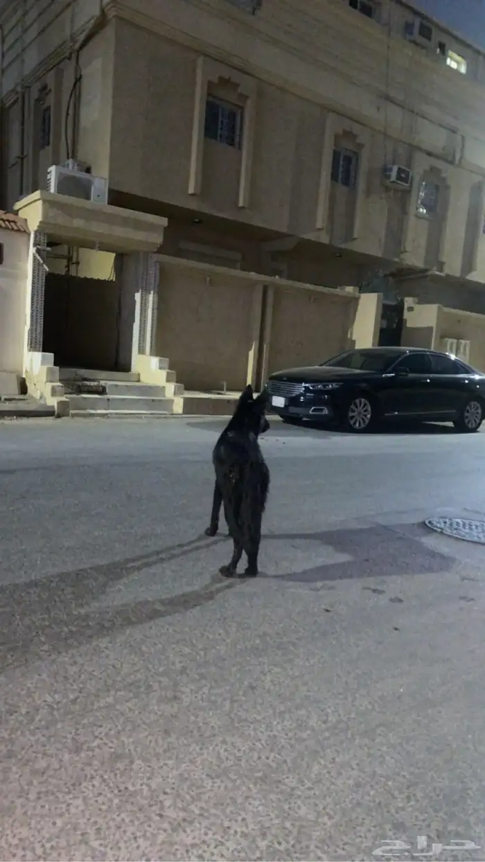 كلب جيرمن 0
