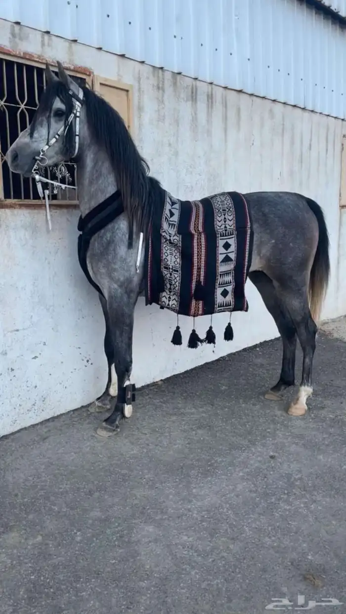 خيل حصان شعبي للبيع 1