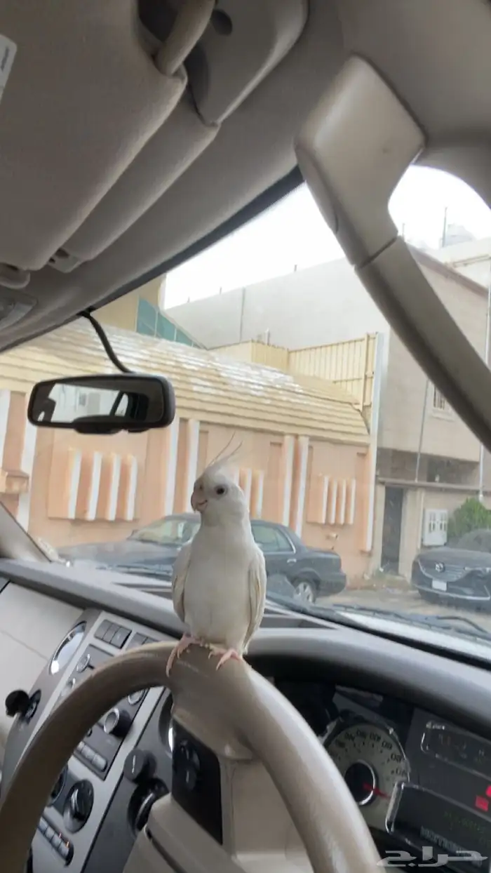 طير كروان 0