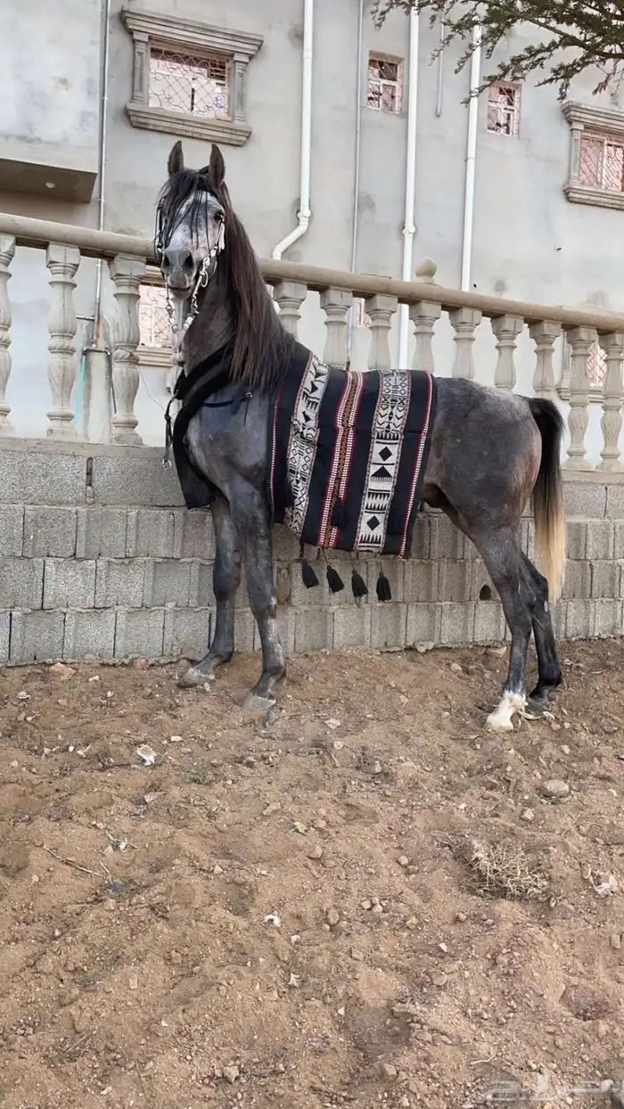 خيل حصان شعبي للبيع 2