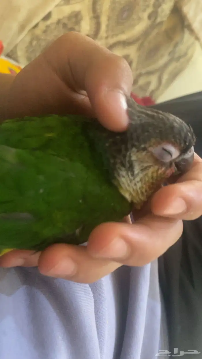 ببغاء كنيور اليف مفطوم 2