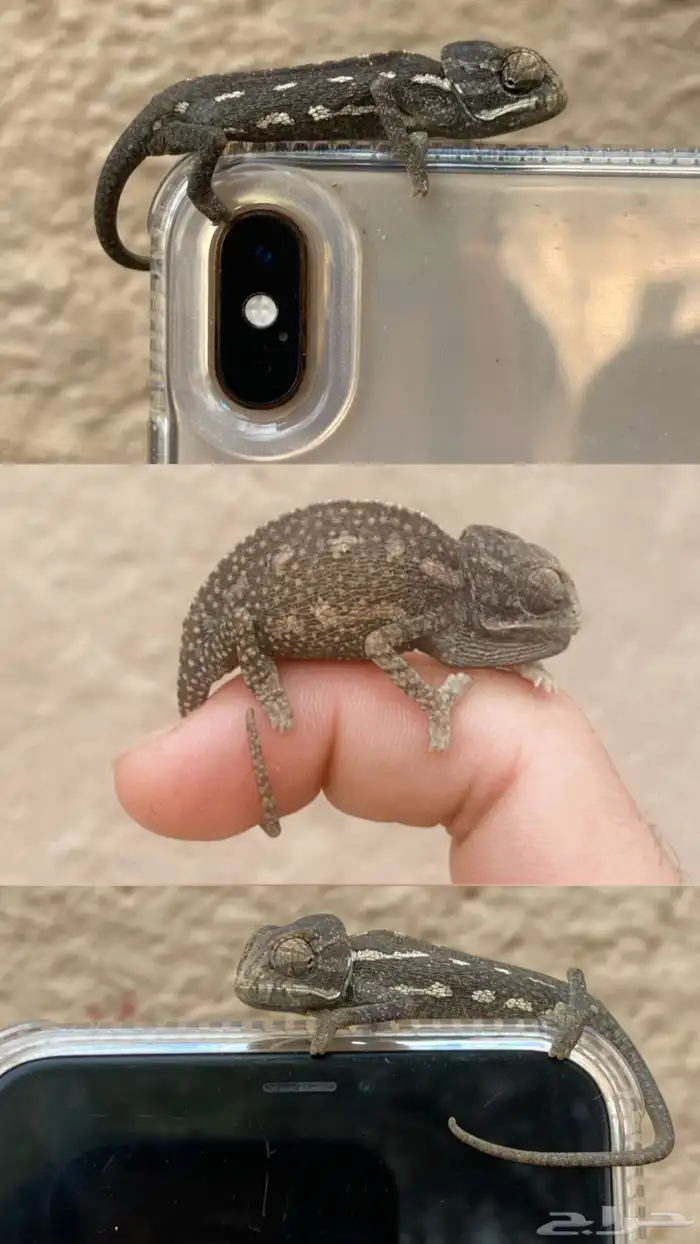 حرباء 0