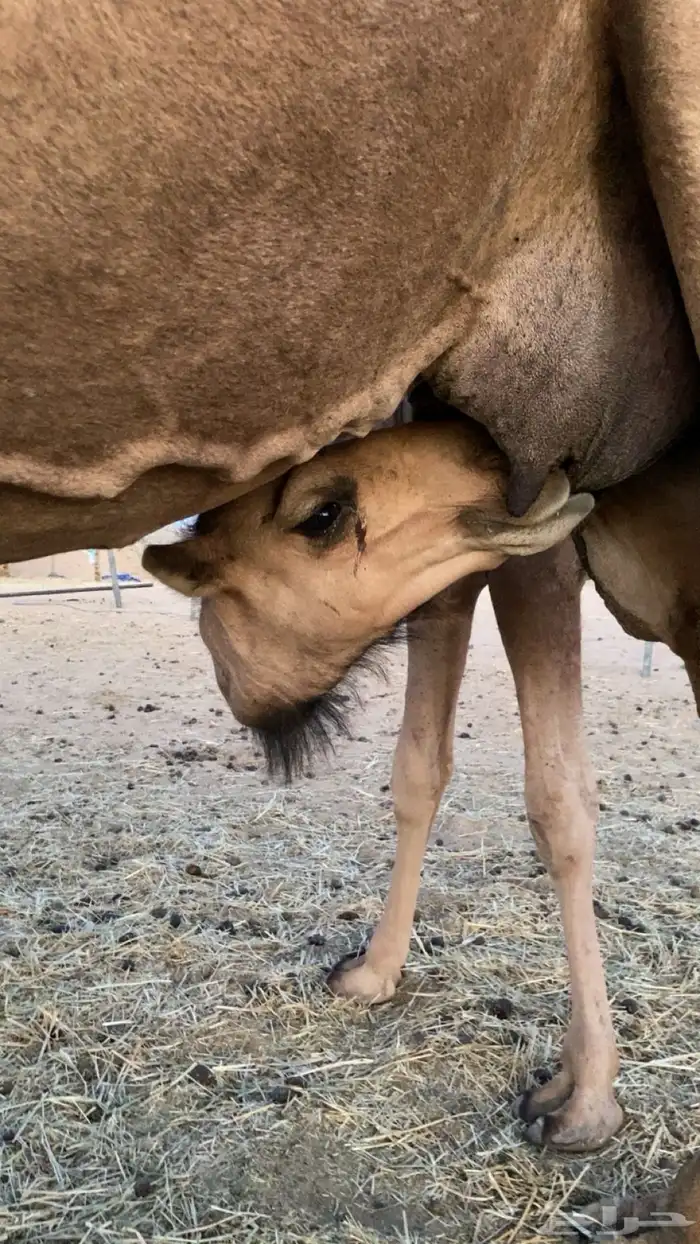 قعود 3