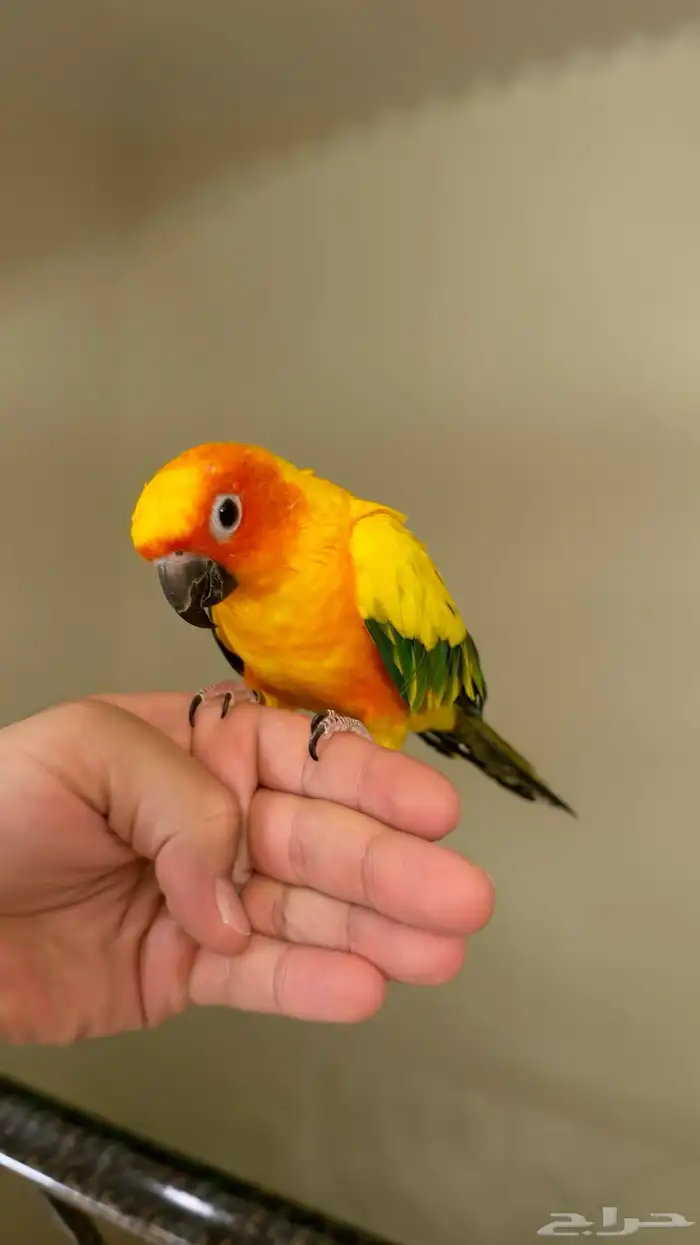 بغبغاء صن كنيور 2