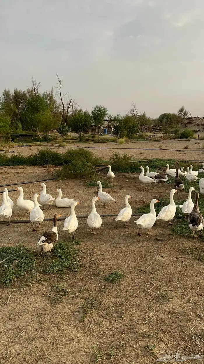 وز للبيع العدد 20 5