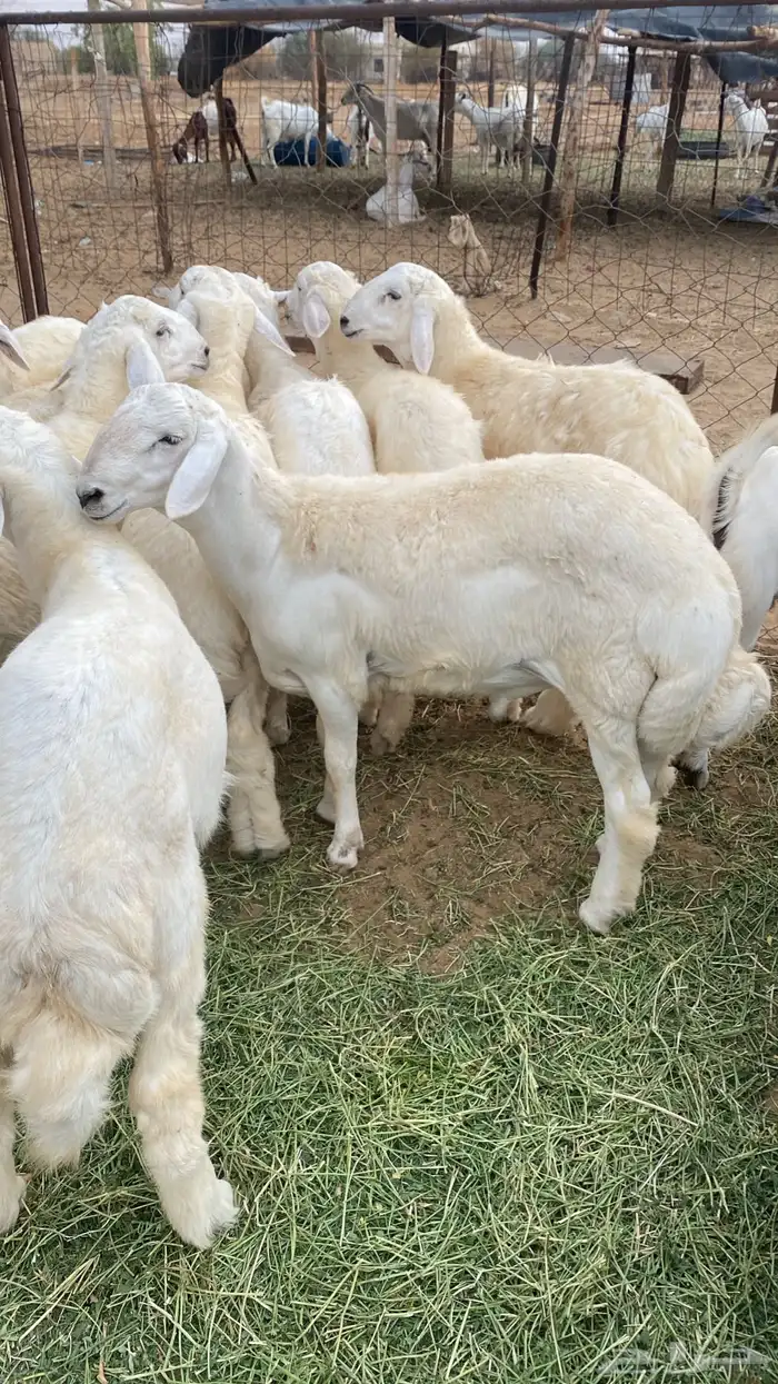 طليان وتيوس للبيع كاش وتقسيط عن طريق تمارا 1