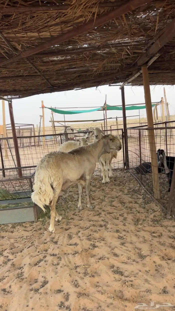 فحل هجين حري وسواكني 4