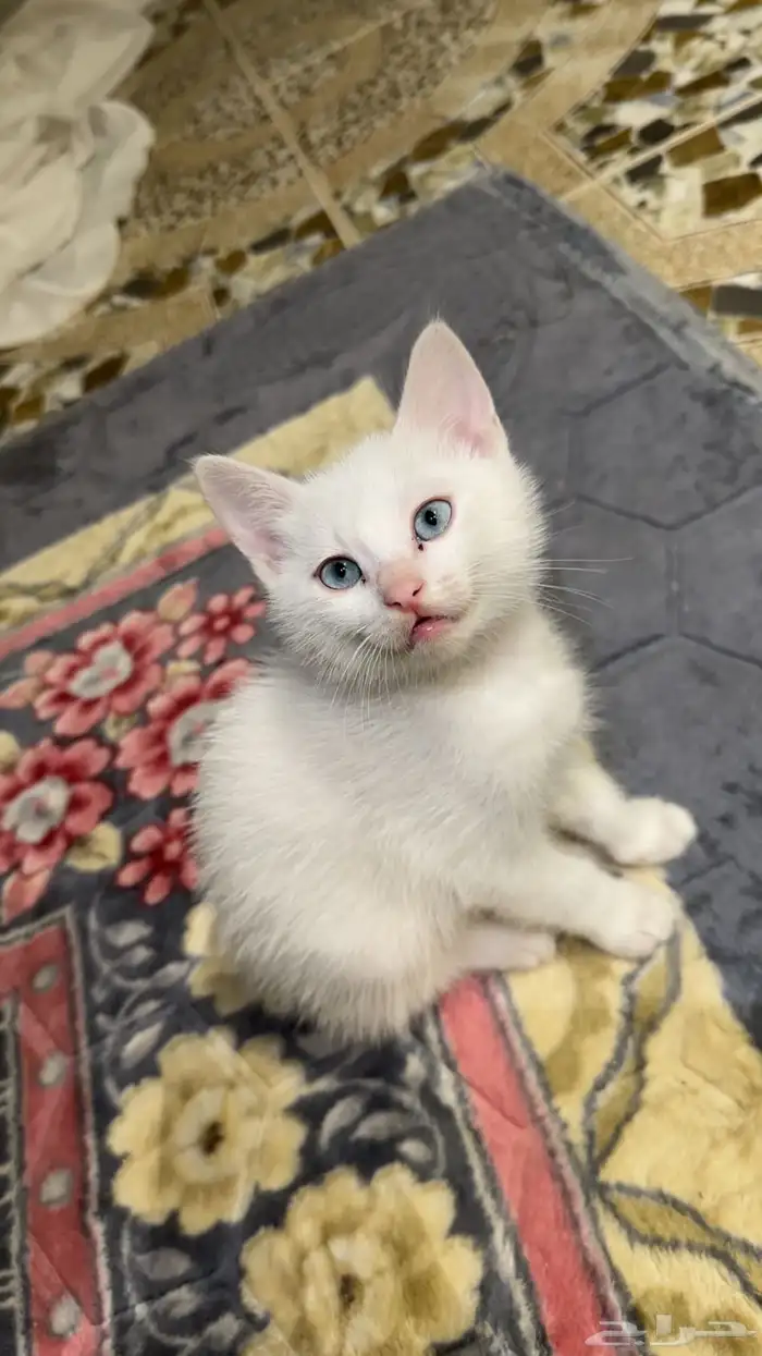 قطط 1