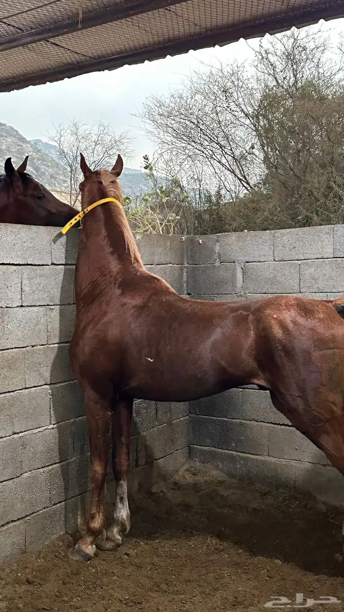خيل شعبي للبيع 7