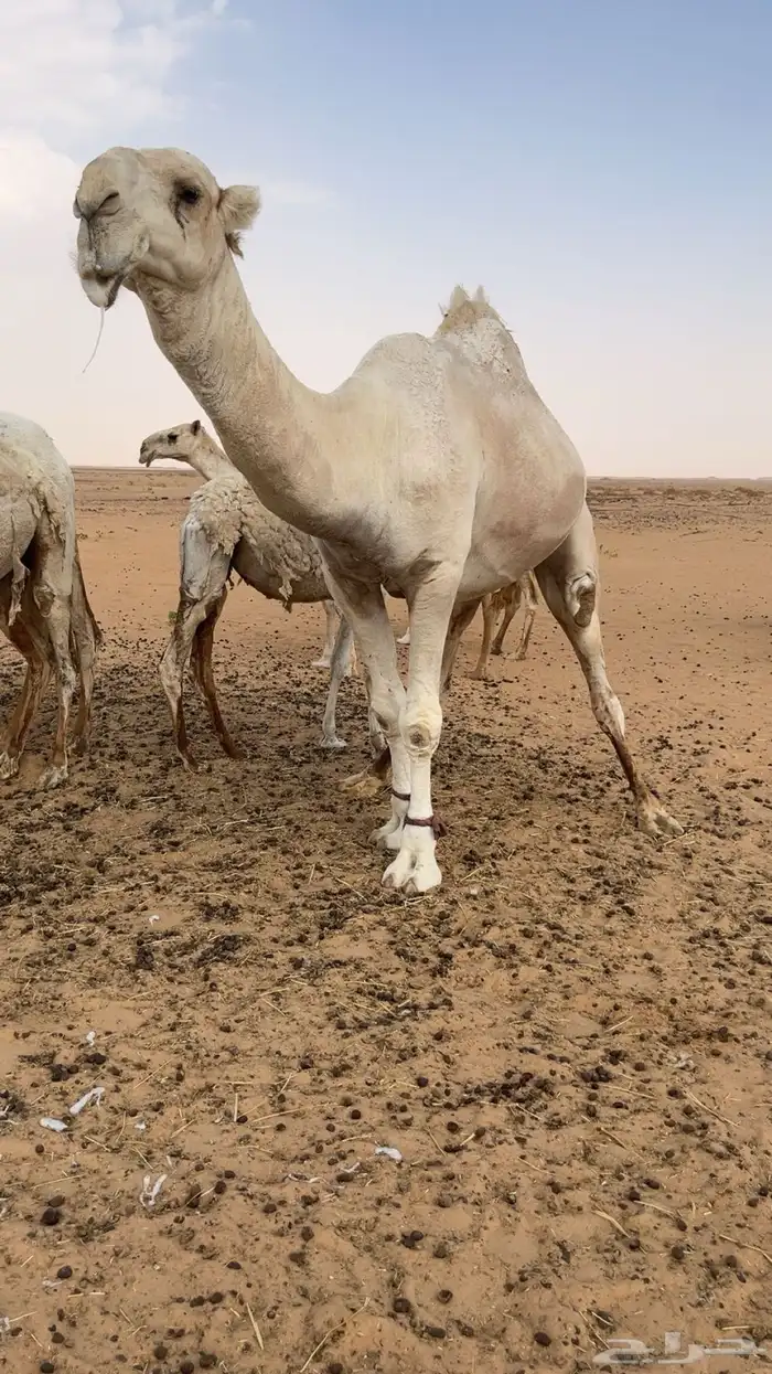 للبيع بعير. عل الحاكم الهرش منتج 4