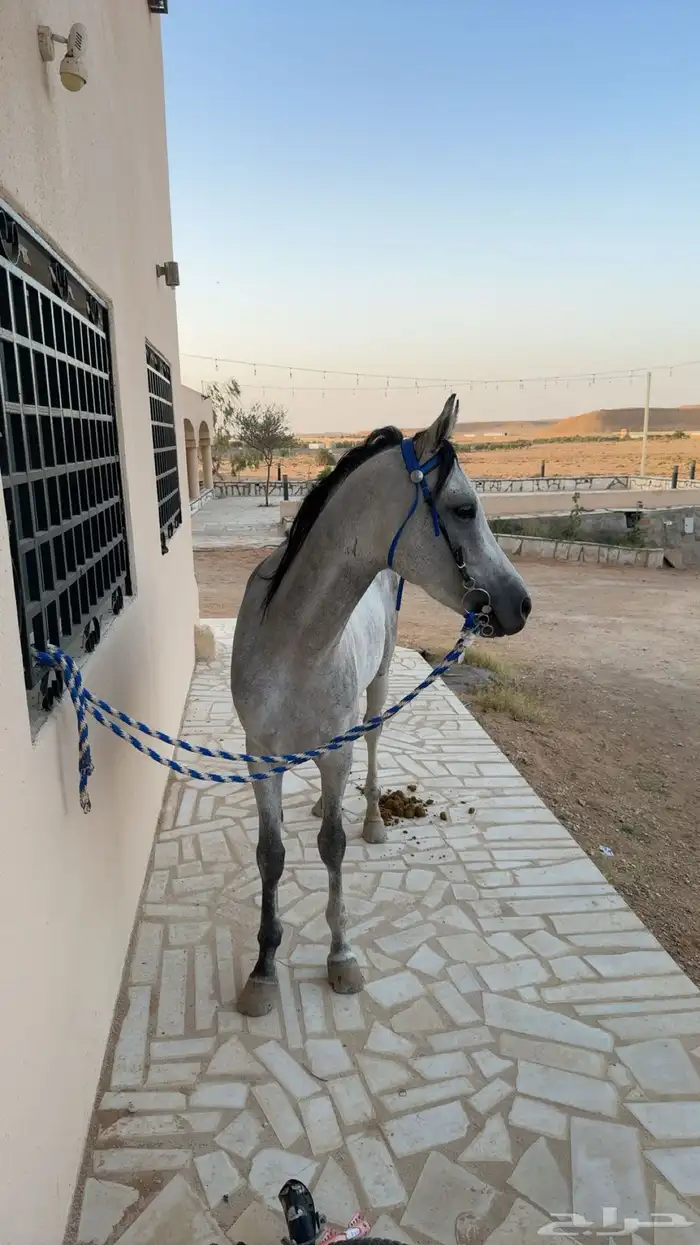 حصان شعبي رفيييع 3