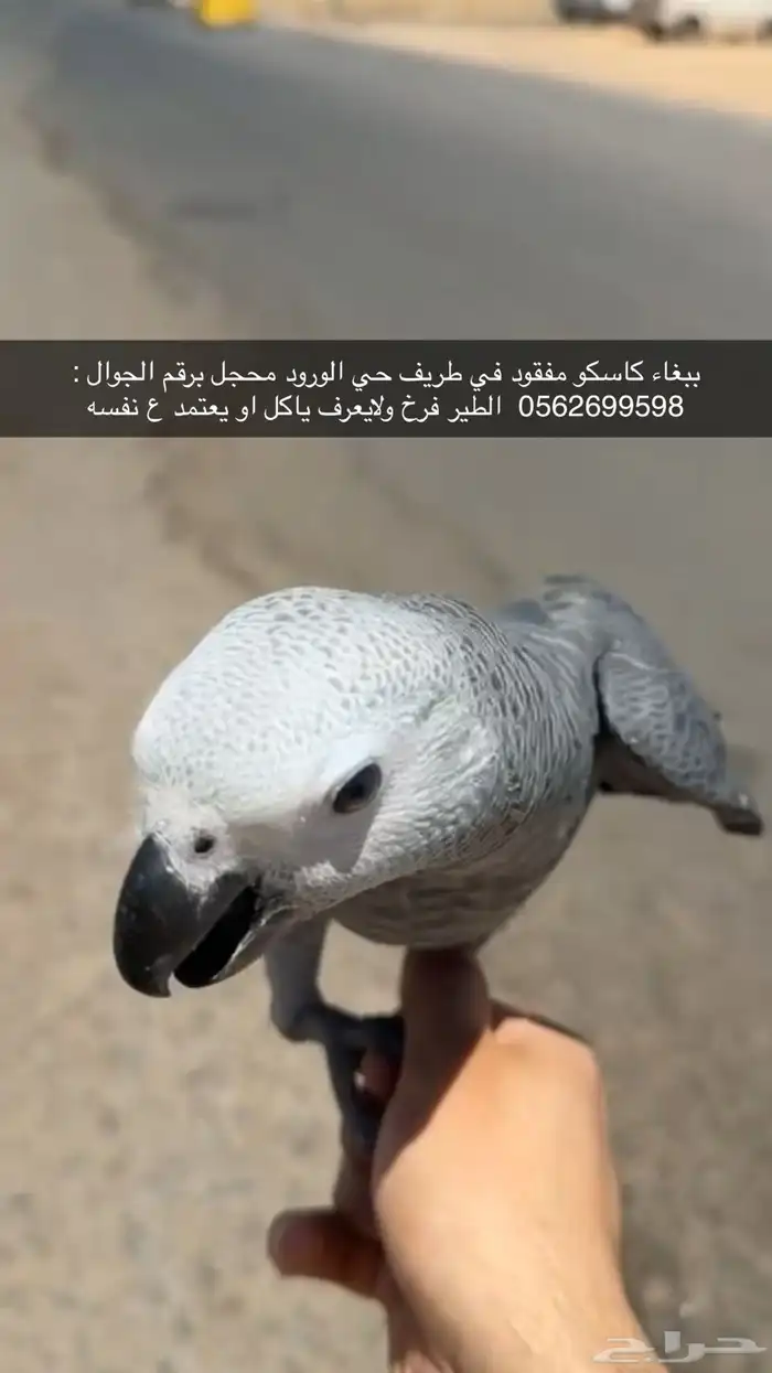 كاسكو ضايع طريف 0