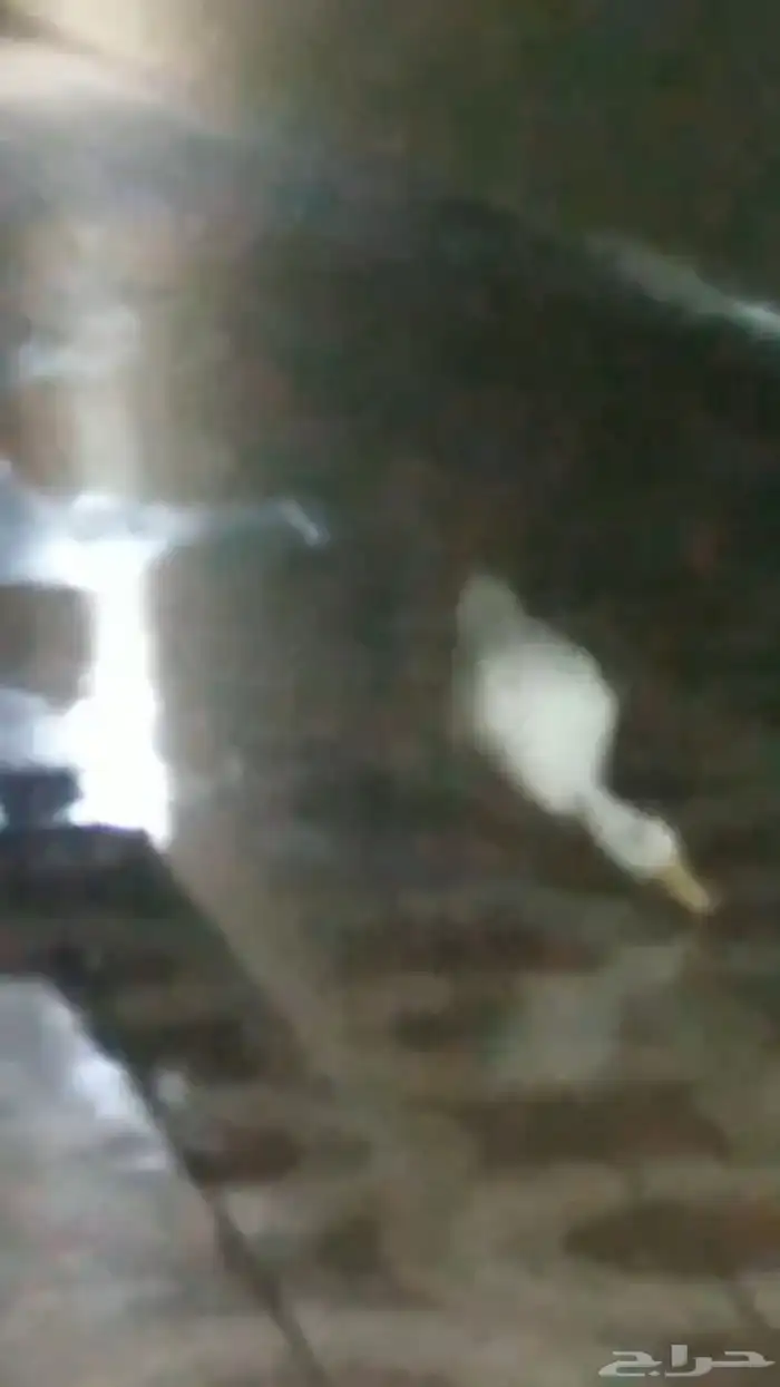 بطه كيوت للبيع 4