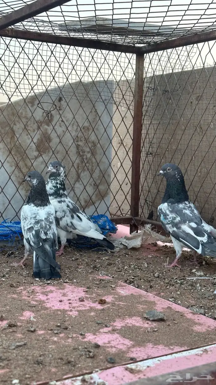 حمام باكستاني كمنقر وداب ولا 4