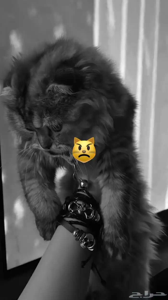 بسه انثى سكوتش للبيع 2
