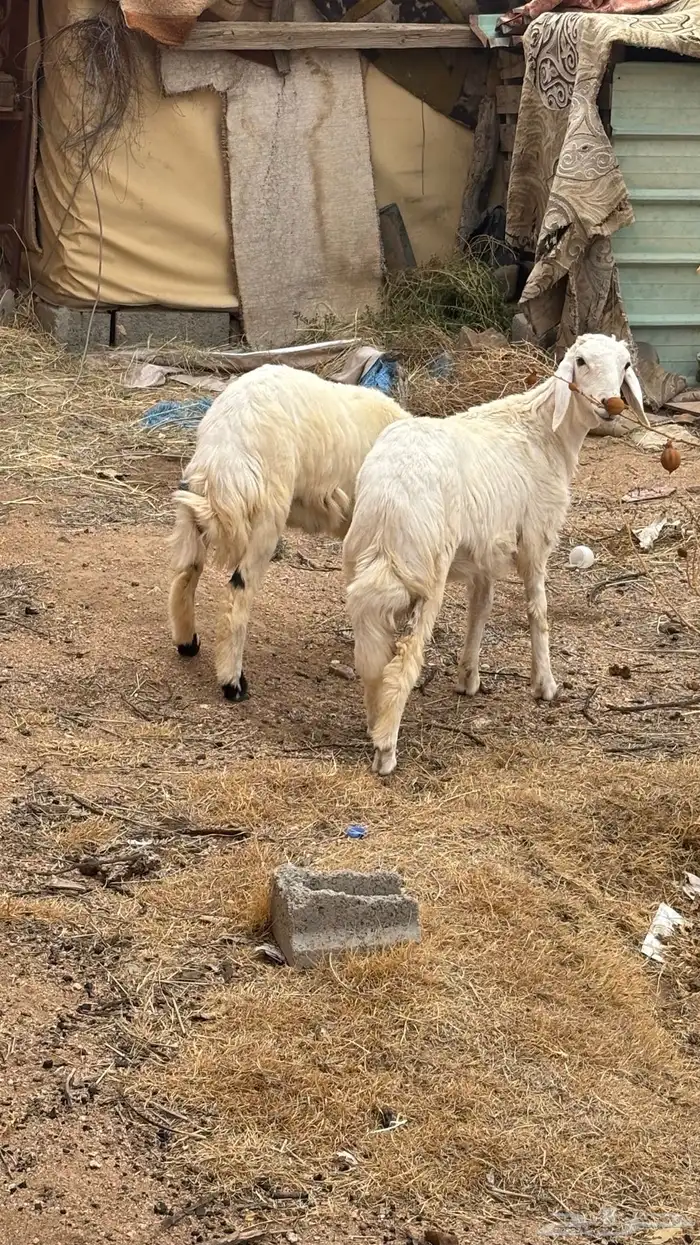 رخلين للبيع نضاف 0