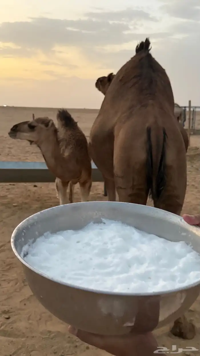خلفه منيحه ساحليه 0