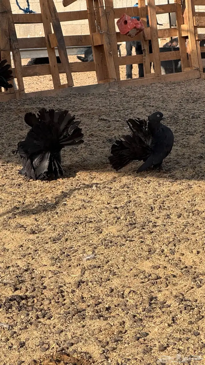 حمام رقاص TOP 3