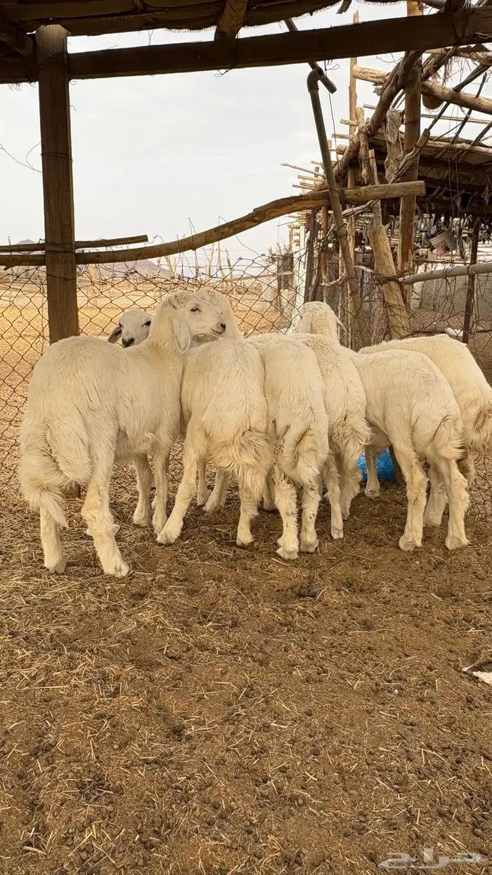 طليان ورخال للبيع 0