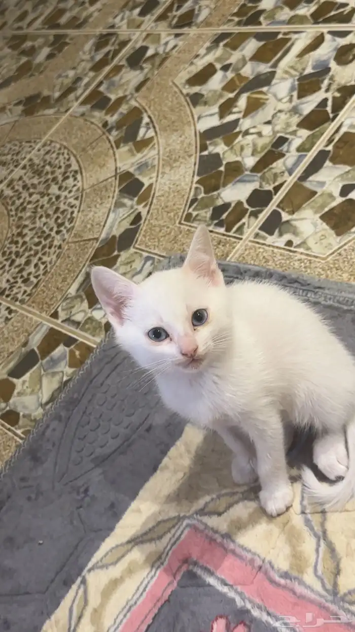 قطط 2
