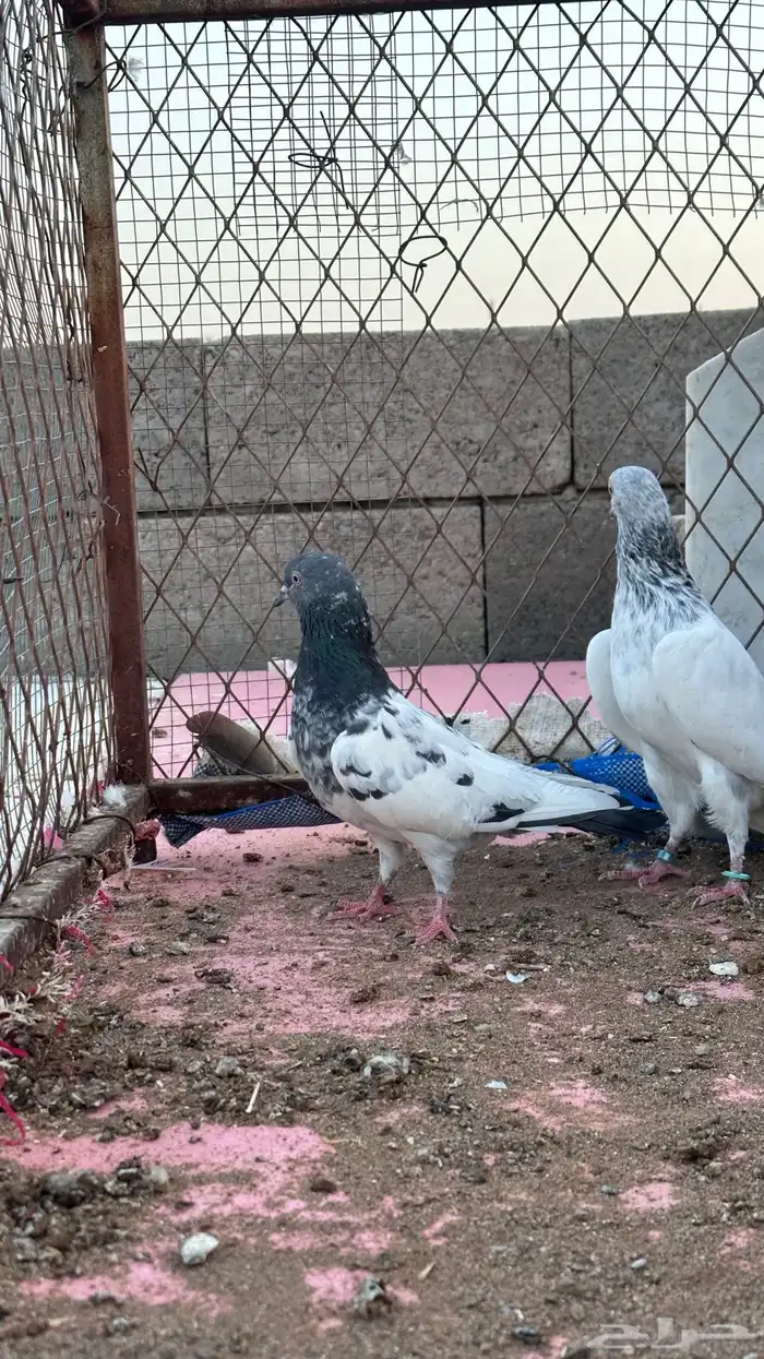 حمام باكستاني 3