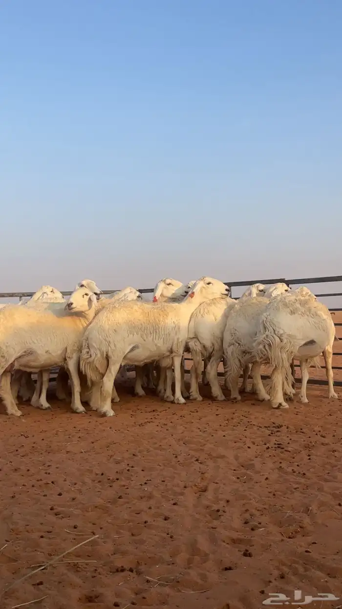 غنم حريات حرش صنف 1