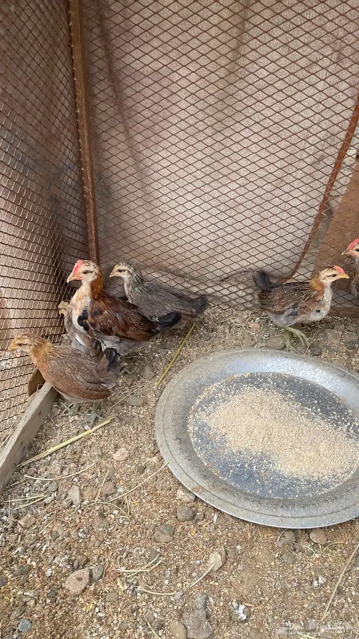 فروخ عربي 7