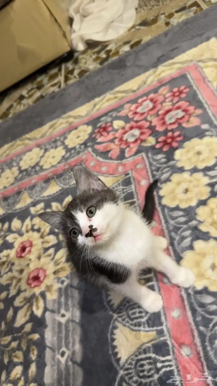 قطط 0