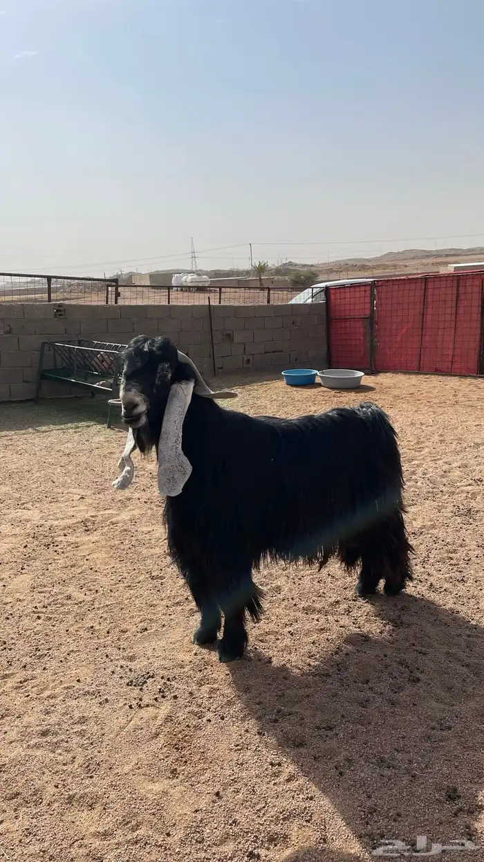فحل عارضي صنف 3