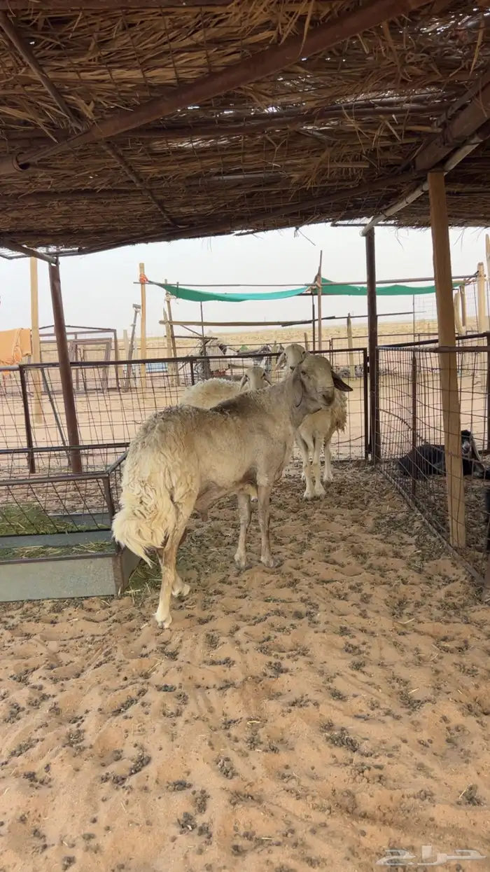 فحل هجين حري وسواكني 3