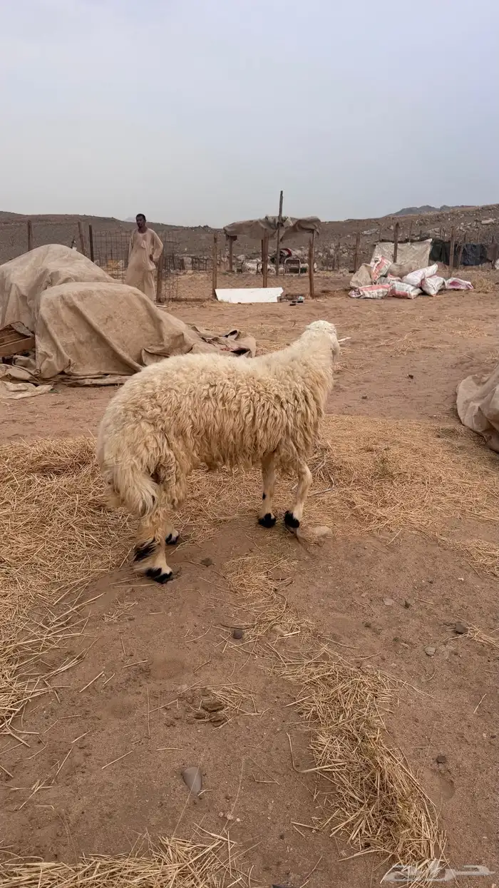 طلي نعيمي فاخر 1
