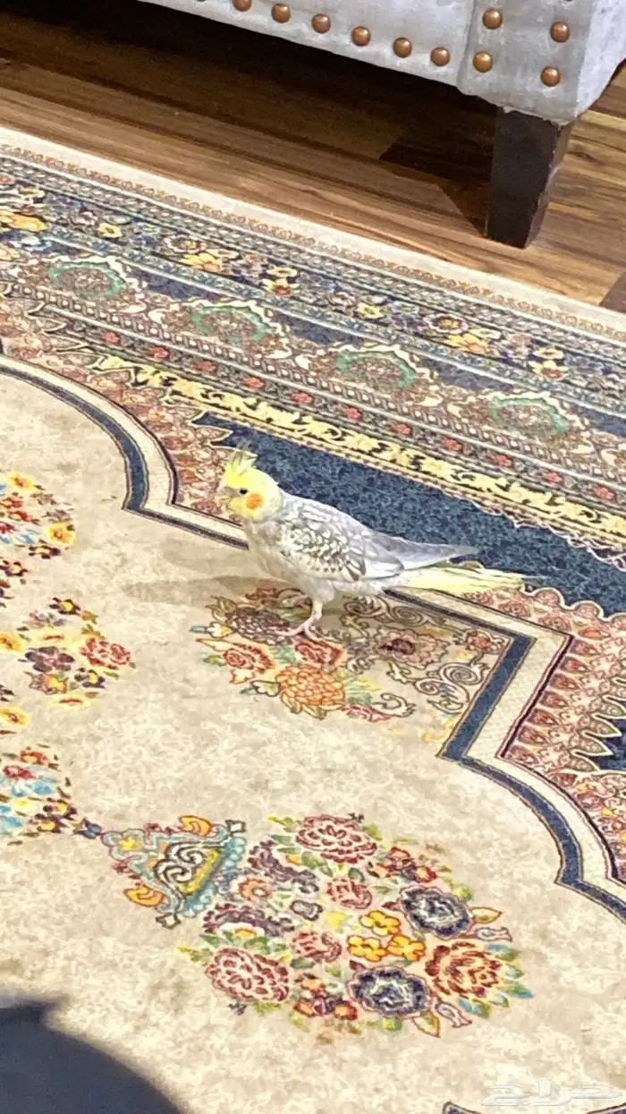 عصفور كروان 0