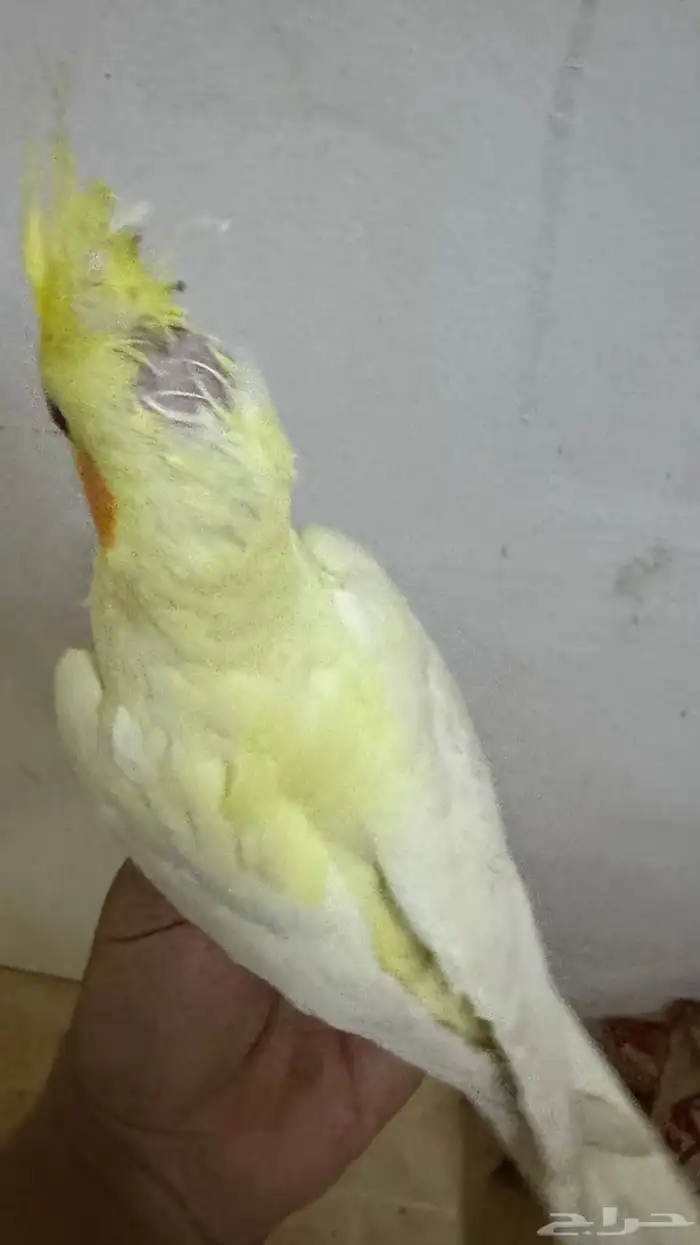 كروان لاتينو أليف 7