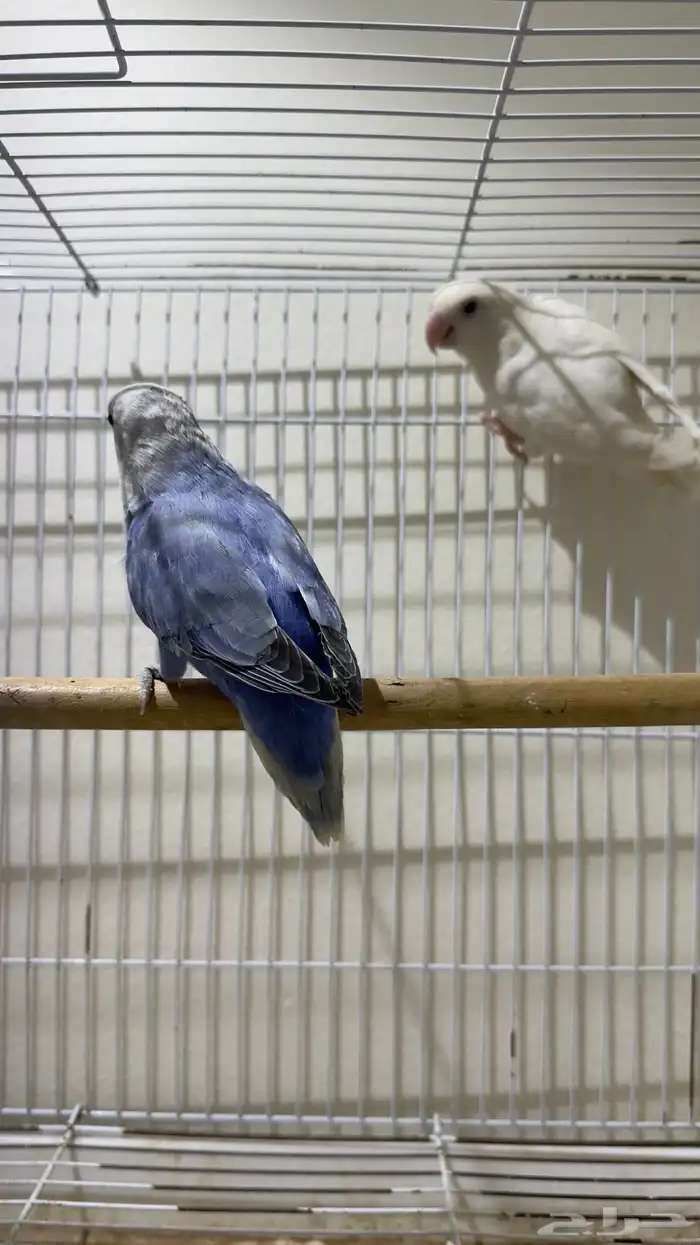 زوج روز(تم البيع) 1