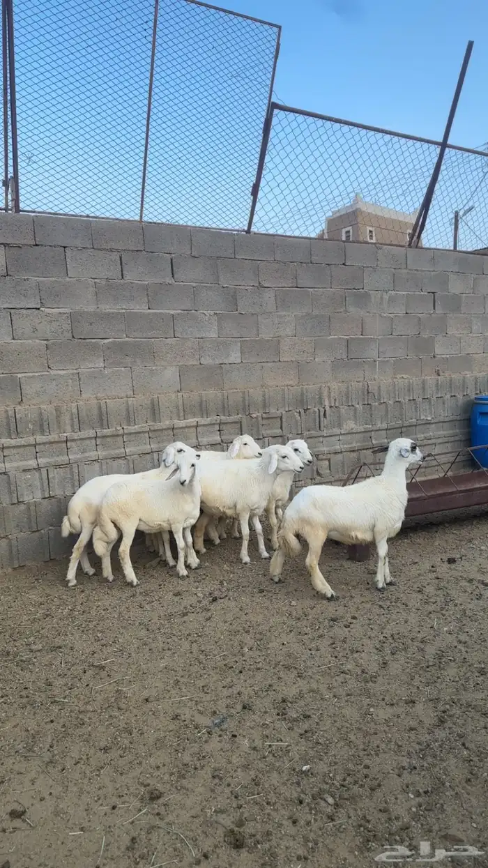 10 من البهم للبيع كفو 5
