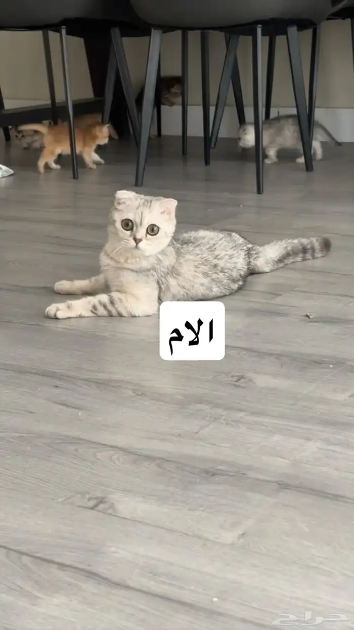 كتن سكوتش فولد للبيع 1