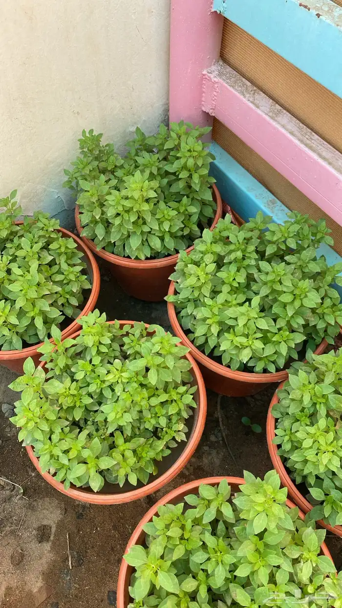 ريحان صنعاني وعايدي 1