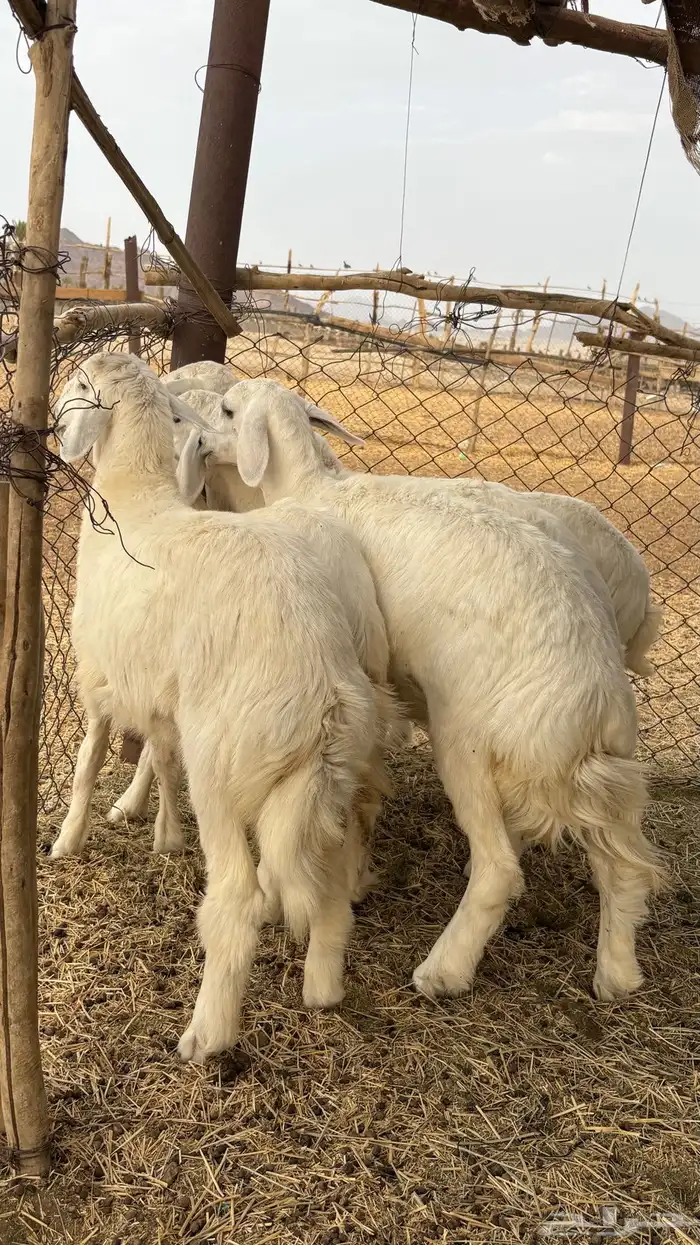 طليان ورخال للبيع 1