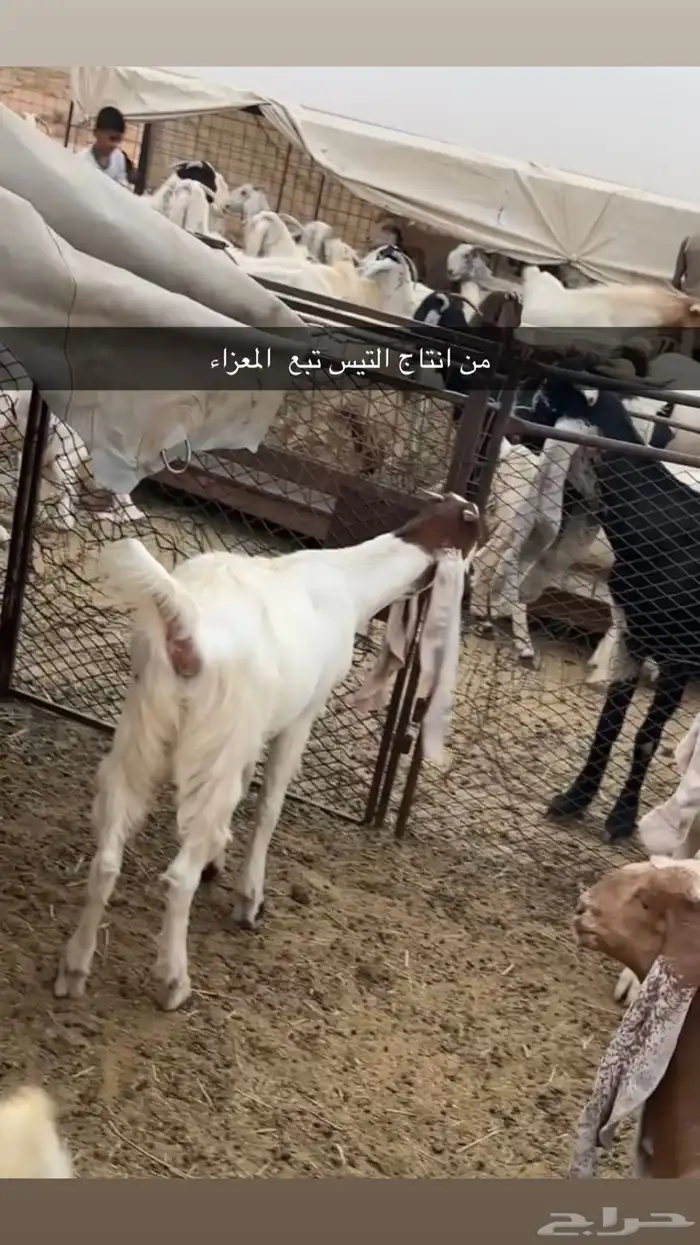 معزاء مراح كامل 20