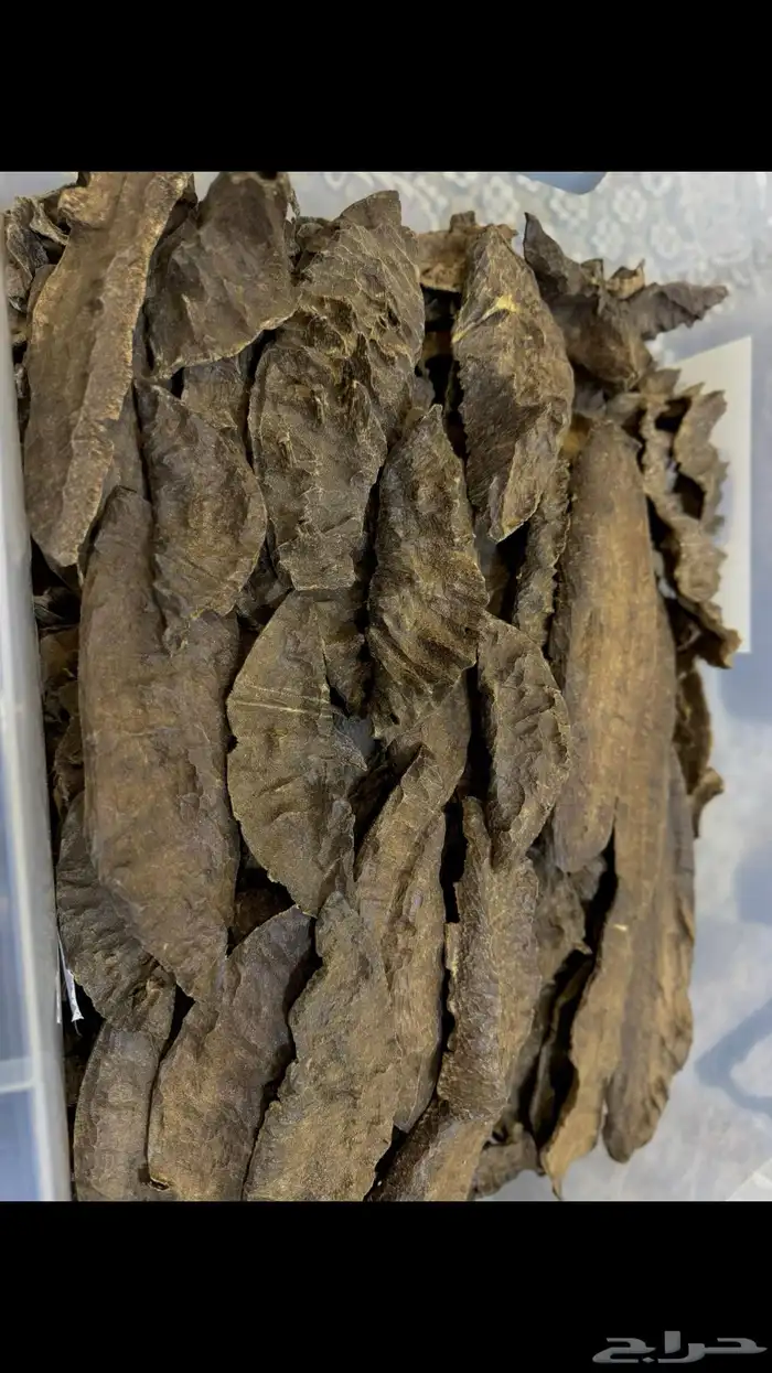 الهندي زواية 0