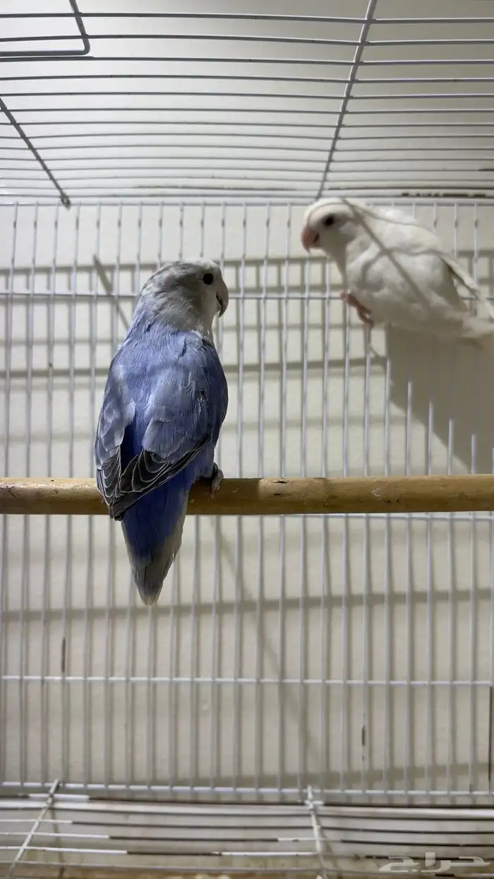 زوج روز(تم البيع) 2