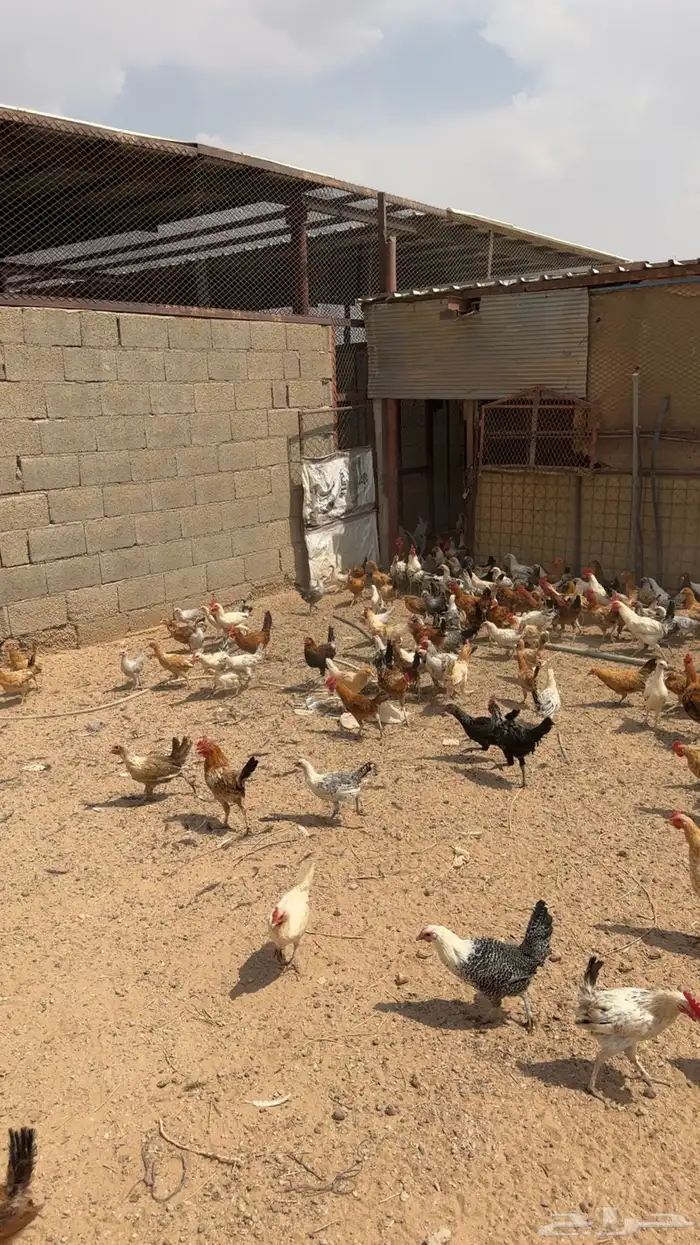 دجاج للبيع 0