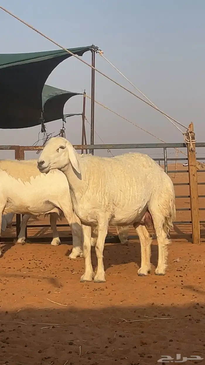 غنم حريات حرش صنف 3