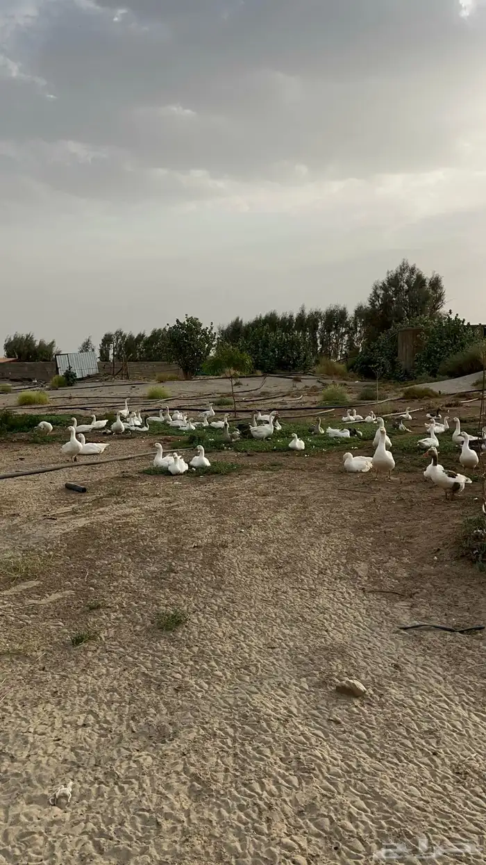 وز للبيع العدد 20 0