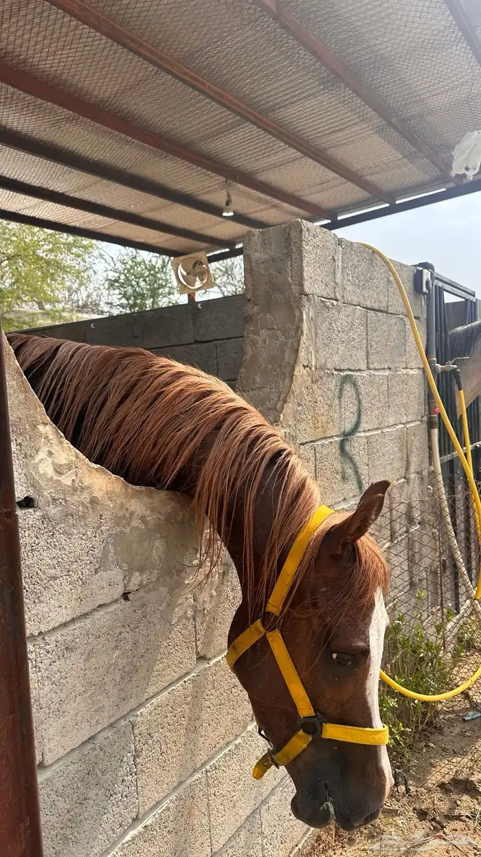 خيل شعبي للبيع 9