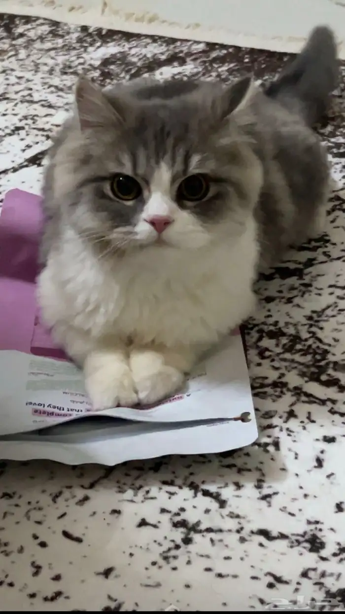 قط ضائع منذ شهور مالقيته الي شافه او عنده يتواصل معي بالخاص 2