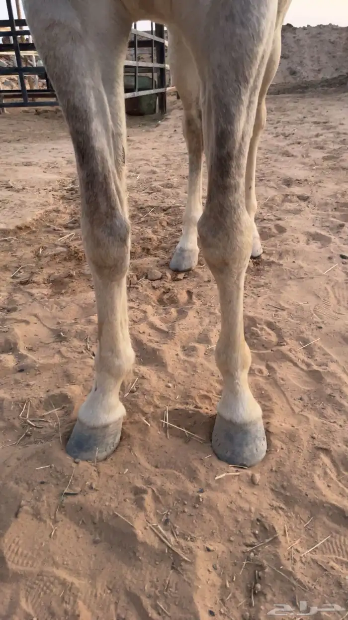 حصان 2